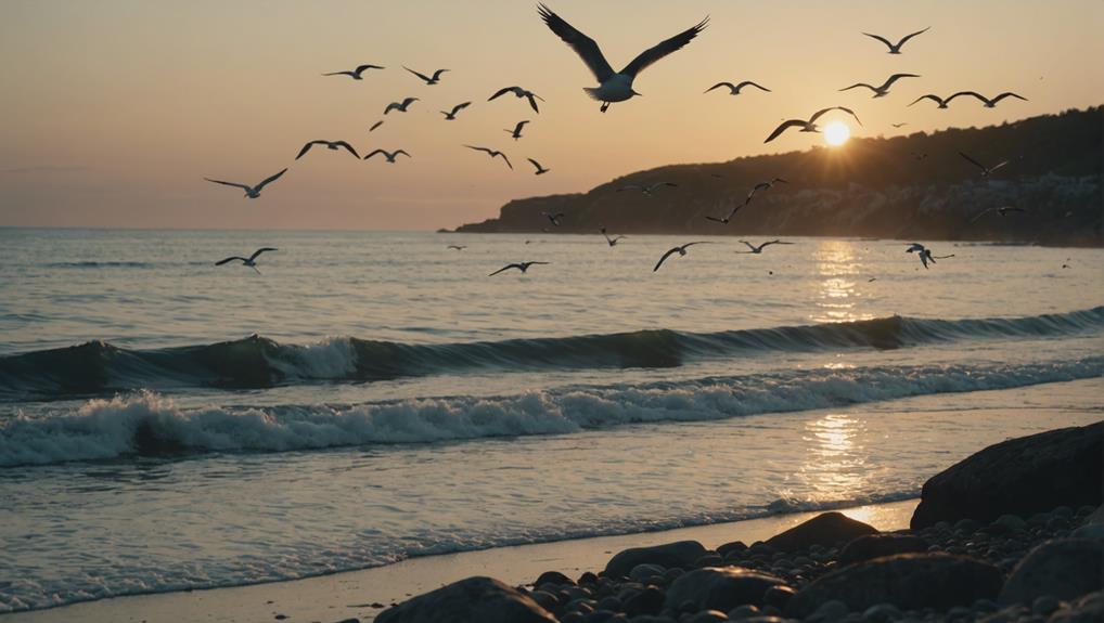 seagulls lifespan and habits